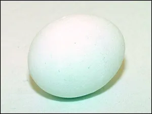 Jajko - baza